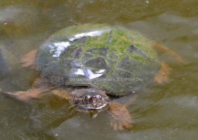 Snapping Turtle 1 - Rideau_LeBoat©Bruce Kemp 2020 _DSC5955_edited-1